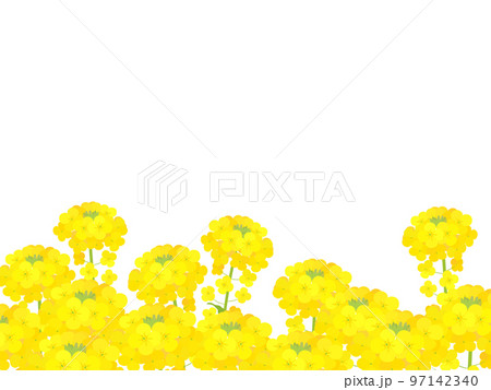 菜の花畑 97142340