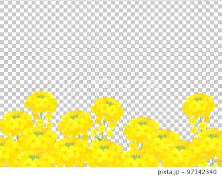 菜の花畑 97142340