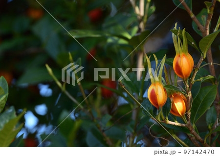 染物にも使われるクチナシの美 97142470