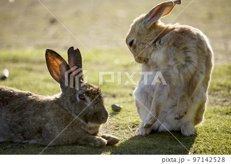 大久野島のうさぎ 大久野島のうさぎ 97142528