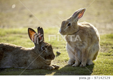 大久野島のうさぎ 大久野島のうさぎ 97142529