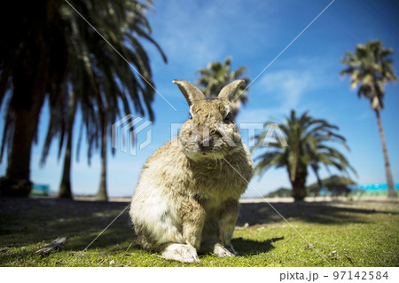 大久野島のうさぎ 97142584