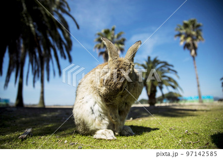 大久野島のうさぎ 97142585