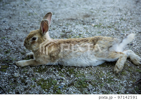 大久野島のうさぎ 97142591
