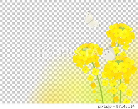 Image of rape blossoms and white butterflies _ illustration _ frame 97143114