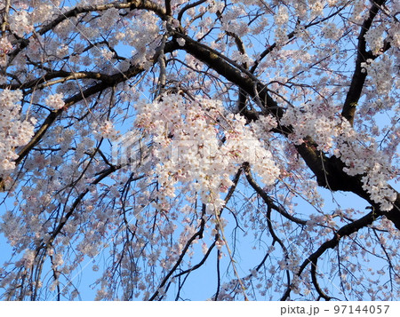 シダレサクラ 横浜 岡野町公園 シダレサクラ 横浜 岡野町公園 97144057