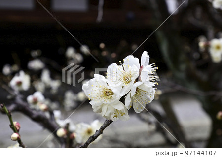 妙法院門跡　白梅 97144107