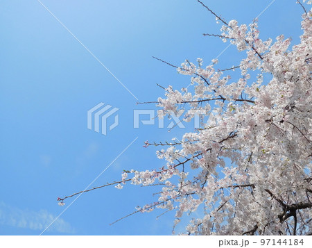 青空とサクラ 青空とサクラ 97144184