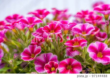 初夏の光と可愛らしいカリブラコア 97144488