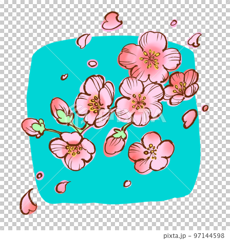 美麗的粉紅色櫻花 97144598