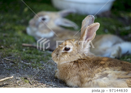 大久野島のうさぎ 大久野島のうさぎ 97144630