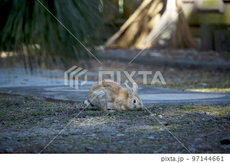 大久野島のうさぎ 97144661