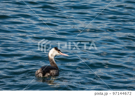 カンムリカイツブリ カンムリカイツブリ 97144672