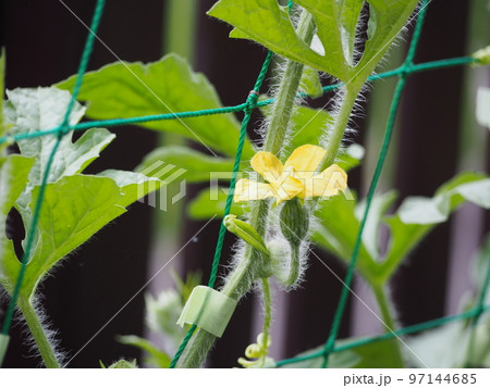 スイカの雌花 スイカの雌花 97144685
