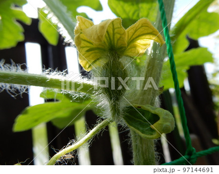 スイカの雌花 スイカの雌花 97144691