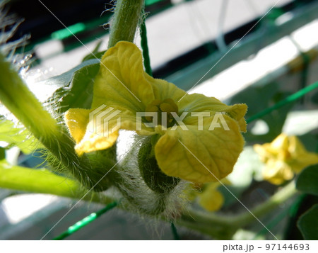 スイカの雌花 スイカの雌花 97144693