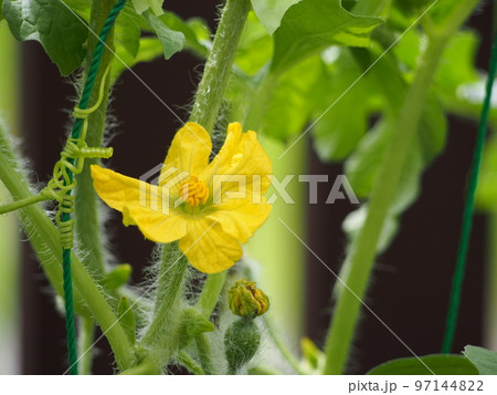 スイカの雄花 スイカの雄花 97144822