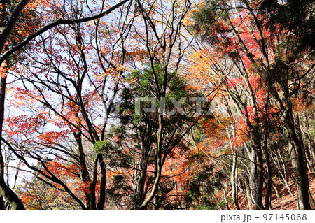 賤ケ岳の紅葉 賤ケ岳の紅葉 97145068