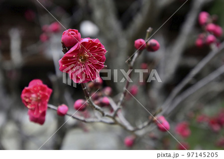 妙法院門跡 八重紅梅 妙法院門跡 八重紅梅 97145205