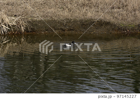 キンクロハジロ（金黒羽白） 97145227