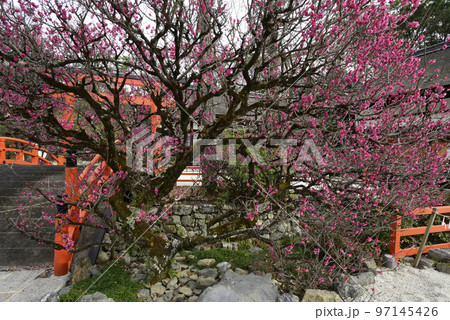 下鴨神社(賀茂御祖神社)光琳の梅 下鴨神社(賀茂御祖神社)光琳の梅 97145426