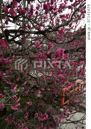 下鴨神社（賀茂御祖神社）光琳の梅 97145429