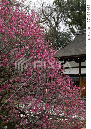 下鴨神社(賀茂御祖神社)光琳の梅 下鴨神社(賀茂御祖神社)光琳の梅 97145445
