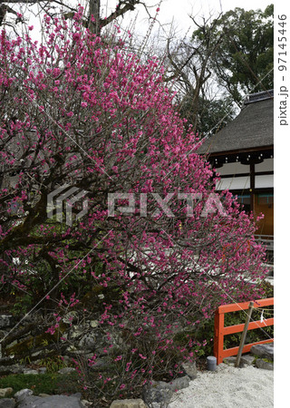 下鴨神社(賀茂御祖神社)光琳の梅 下鴨神社(賀茂御祖神社)光琳の梅 97145446