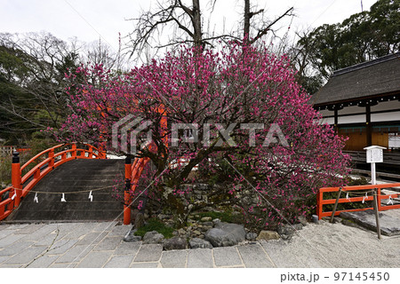 下鴨神社(賀茂御祖神社)光琳の梅 下鴨神社(賀茂御祖神社)光琳の梅 97145450
