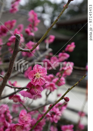 下鴨神社(賀茂御祖神社)光琳の梅 下鴨神社(賀茂御祖神社)光琳の梅 97145453