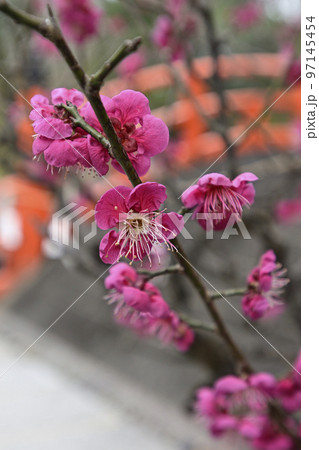下鴨神社(賀茂御祖神社)光琳の梅 下鴨神社(賀茂御祖神社)光琳の梅 97145454