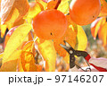 逆光で撮影した富有柿畑の柿の実2個と赤や黄色に色付いた葉 97146207