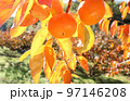 逆光で撮影した富有柿畑の柿の実2個と赤や黄色に色付いた葉 97146208