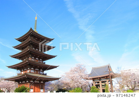 名古屋市、覚王山日泰寺五重塔と桜の風景 97146247