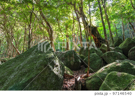 木漏れ日と巨岩 世界自然遺産屋久島(夏 木漏れ日と巨岩 世界自然遺産屋久島(夏 97146540