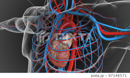 Human heart circulatory system anatomy for medical concept 3D 97146571