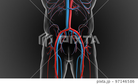 arteries carry oxygenated blood and veins carry deoxygenated blood 3D arteries carry oxygenated blood and veins carry deoxygenated blood 3D 97146586