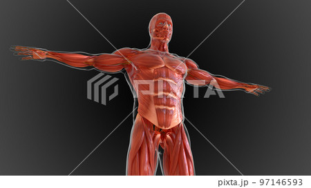 muscular system is an organ system responsible for providing strength 3D 97146593