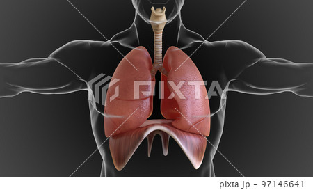 human lungs and respiratory system allow oxygen in the air to be taken into the body 3D human lungs and respiratory system allow oxygen in the air to be taken into the body 3D 97146641