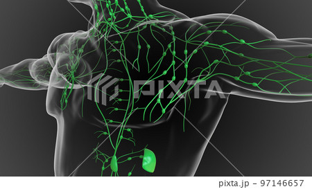 Lymphatic system is a network of delicate tubes throughout the body, It drains fluid 3D 97146657