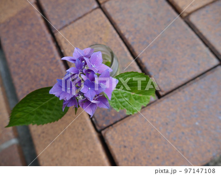 花瓶に入れたアジサイ 97147108