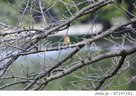 浜離宮恩賜庭園　ジョウビタキ（メス） 97147161
