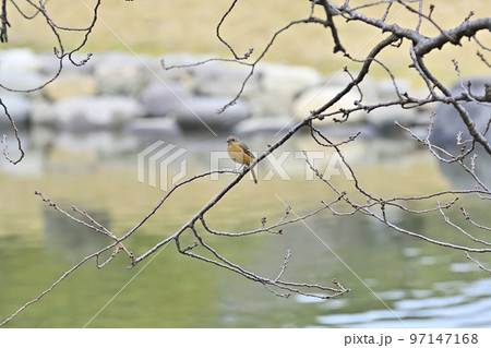 浜離宮恩賜庭園 ジョウビタキ(メス) 浜離宮恩賜庭園 ジョウビタキ(メス) 97147168