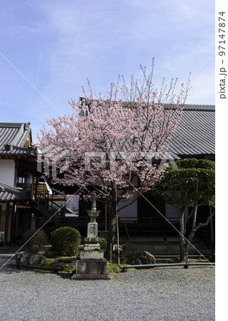 清浄華院 蜂須賀桜 清浄華院 蜂須賀桜 97147874