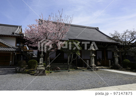 清浄華院 蜂須賀桜 清浄華院 蜂須賀桜 97147875