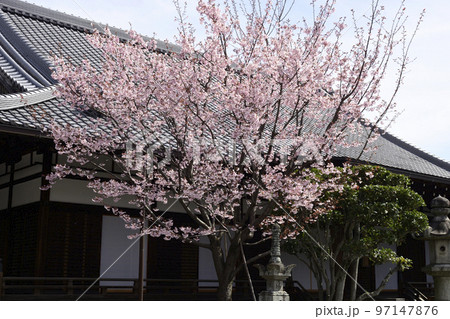 清浄華院 蜂須賀桜 清浄華院 蜂須賀桜 97147876