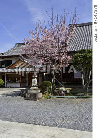 清浄華院 蜂須賀桜 清浄華院 蜂須賀桜 97147879