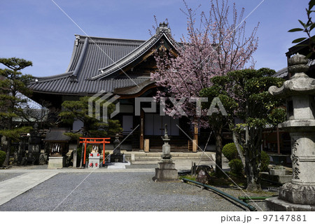 清浄華院 蜂須賀桜 清浄華院 蜂須賀桜 97147881