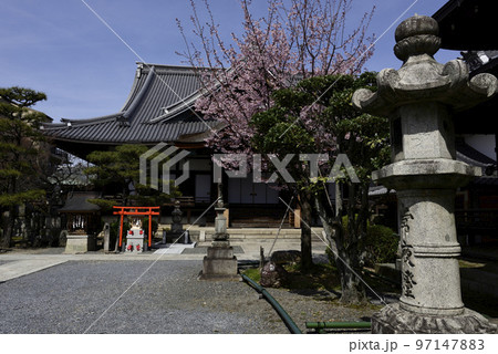 清浄華院　蜂須賀桜 97147883