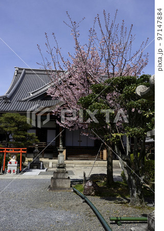 清浄華院　蜂須賀桜 97147884